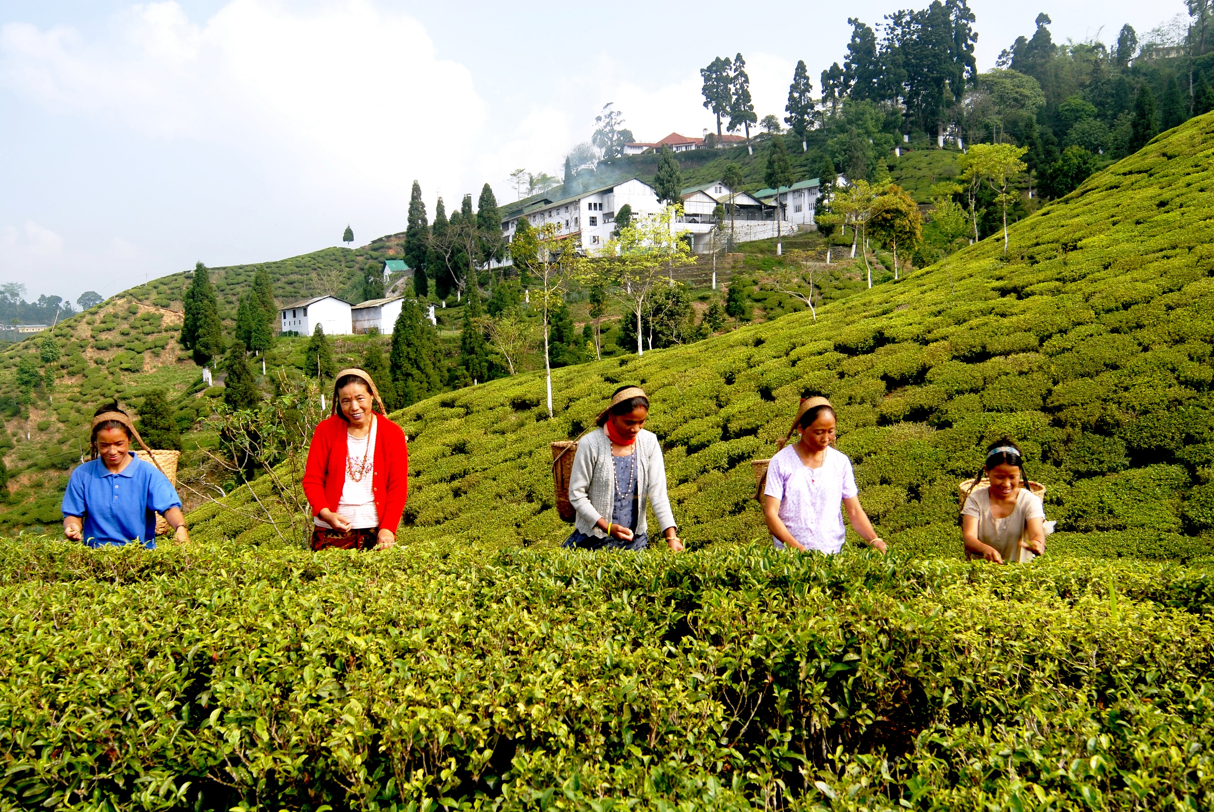 Description: First planted in the early 1800s, the incomparable quality of Darjeeling Teas is the result of its locational climate, soil conditions, altitude and meticulous processing. About 10 million kilograms are grown every year, spread over 17,500 hectares of land. The tea has its own special aroma, that rare fragrance that fills the senses. Tea from Darjeeling has been savored by connoisseurs all over the world. Like all luxury brands Darjeeling Tea is aspired to, worldwide.