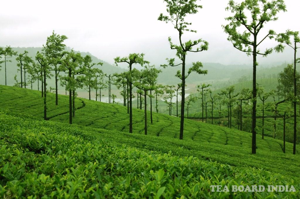Tea business plan in india