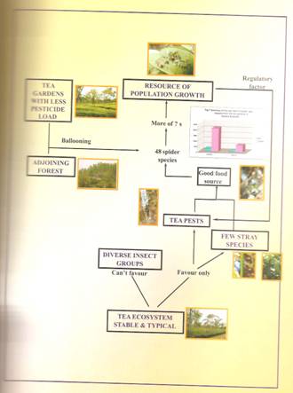Assessment of spiders as second order of bio-control agents