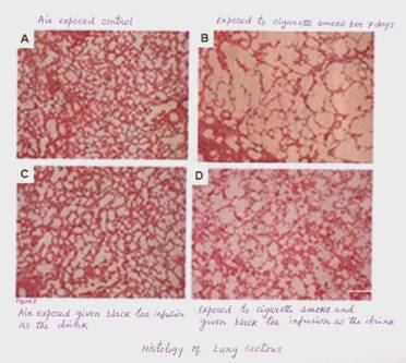 Inhibitory role of Black Tea on Cigarette