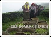 Tea Board India
