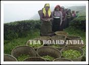 The Official Website of Tea Board India